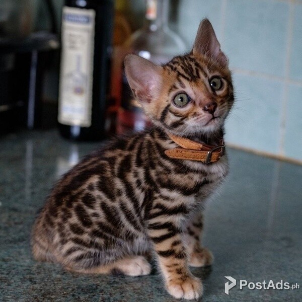 Bengal Kittens available.Contact usn on Viber:+639660614145