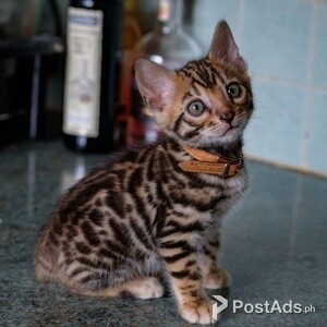 Bengal Kittens available.Contact usn on Viber:+639660614145 | PostAds PH