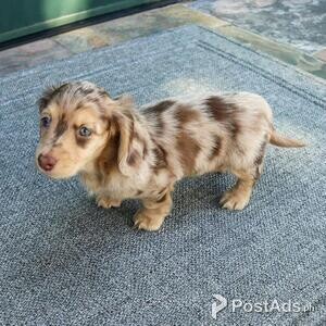 Dachshund Puppies | PostAds PH