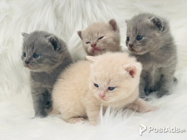 smiling british shorthair kittens for adoption
