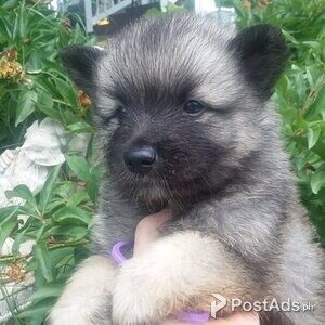 Keeshond Puppies | PostAds PH