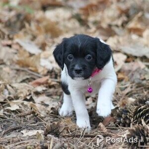 Brittany Spaniel Puppies | PostAds PH