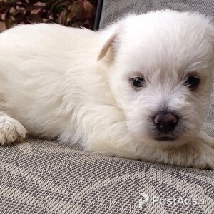 Africanis Puppies | PostAds PH