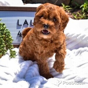 Adorable Cavapoo Puppies | PostAds PH