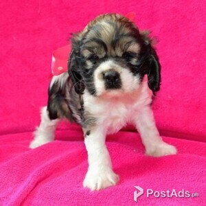 Excellent Cockapoo Puppies | PostAds PH