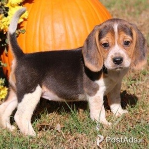 Beagle puppy | PostAds PH