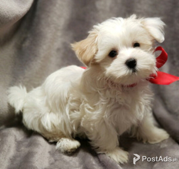 Pure Bred Coton De Tulears puppies