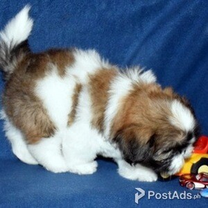 Health Checked Shih Tzu Puppies | PostAds PH