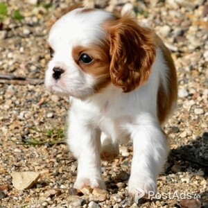 Cavalier King Charles Spaniel puppies | PostAds PH