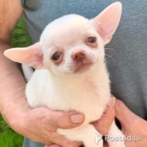 Beautiful Chihuahua Girls and Boys | PostAds PH