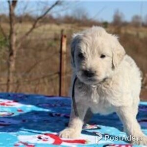 Stunning Goldendoodle Puppies | PostAds PH