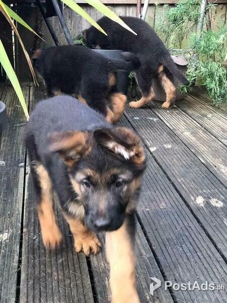 Rhodesian Ridgeback Puppies