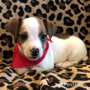 Pedigree Jack Russels | PostAds PH