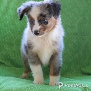 Miniature Australian Shepherd Puppies | PostAds PH