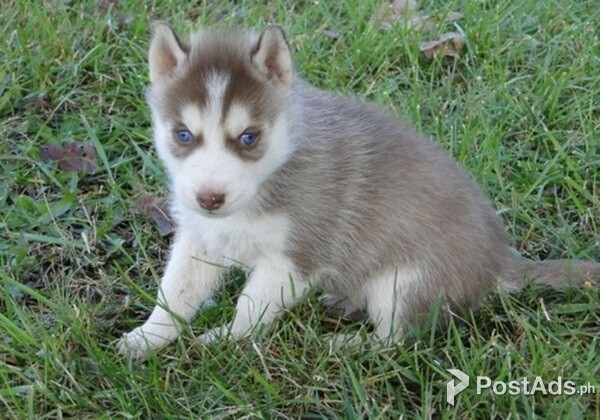Blue eyes Siberian Husky Puppies