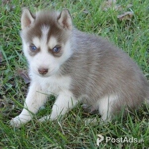 Blue eyes Siberian Husky Puppies | PostAds PH