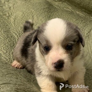 Stunning Corgi Puppies | PostAds PH