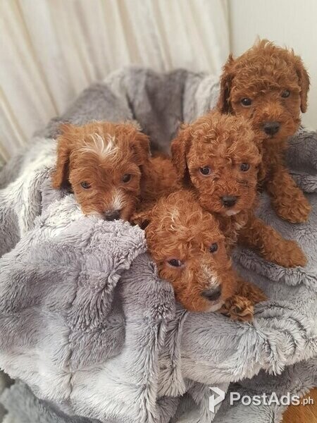 4 beautiful cavoodle Puppies