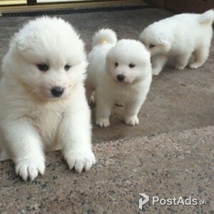 Stunning Samoyed puppies | PostAds PH