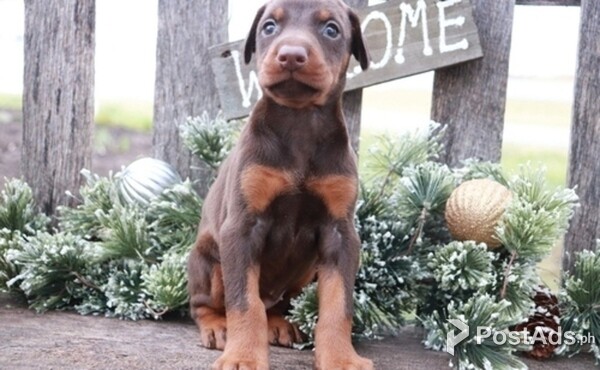 Stunning Dobermann Puppies