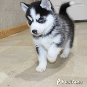 petite Pomsky puppies | PostAds PH