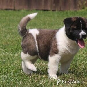 Toilet trained Akita puppies | PostAds PH
