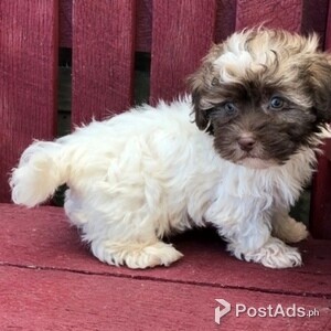 Lovely Havanese Puppies | PostAds PH