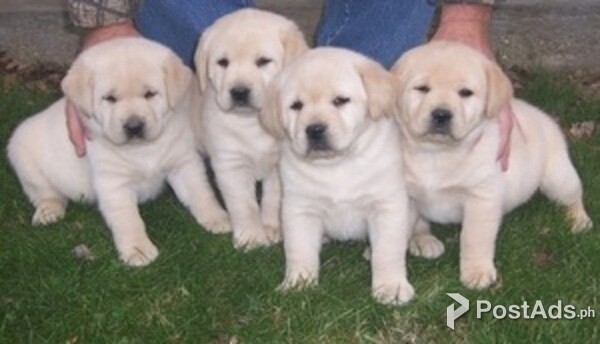 Labrador Retriever Puppies