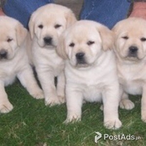 Labrador Retriever Puppies | PostAds PH