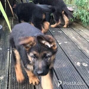 German shepherd puppies | PostAds PH