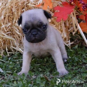 Pug puppies Ready | PostAds PH