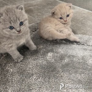 british shorthair kittens needing new homes | PostAds PH