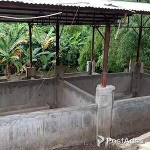 800 SQM House and gated lot with piggery for sale in SJDM Bulacan | PostAds PH