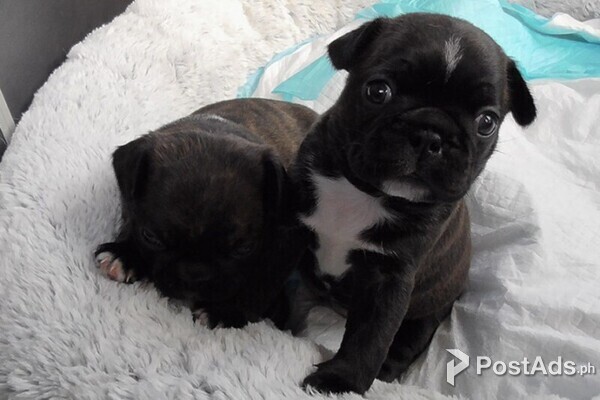 Black Pug Puppies for adoption