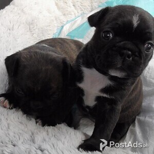 Black Pug Puppies for adoption | PostAds PH