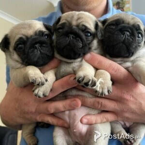 Gorgeous Pug Puppies available for sale | PostAds PH