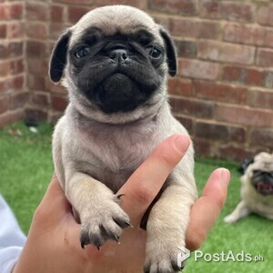 Quality Pug Puppies for sale | PostAds PH