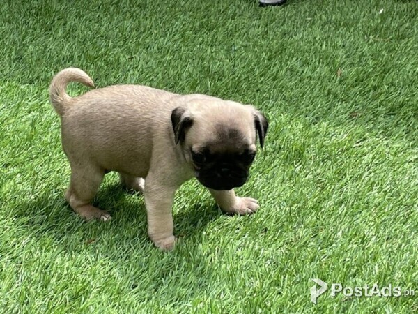 Sweet Male and female Pug Puppies for sale