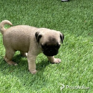Sweet Male and female Pug Puppies for sale | PostAds PH