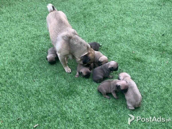 Beautiful males and females Pug puppies