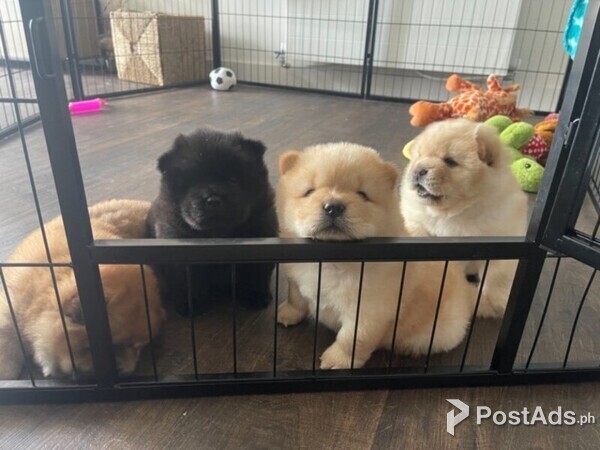 Healthy Chow Chow Puppies for Sale