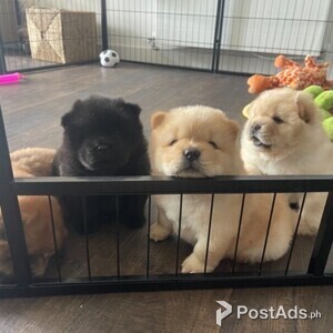 Healthy Chow Chow Puppies for Sale | PostAds PH