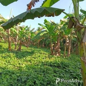 Affordable 3 hectares title Farm Lot with Banana And coconut trees | PostAds PH