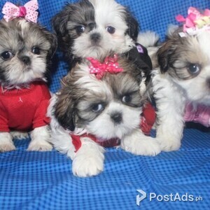 Lovely shih tzu available | PostAds PH