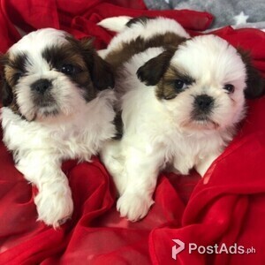 Male and Female Shitzu puppies | PostAds PH
