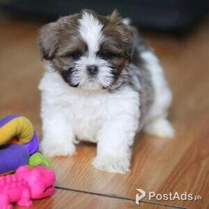 Beautiful shih tzu Puppies ready for sale | PostAds PH