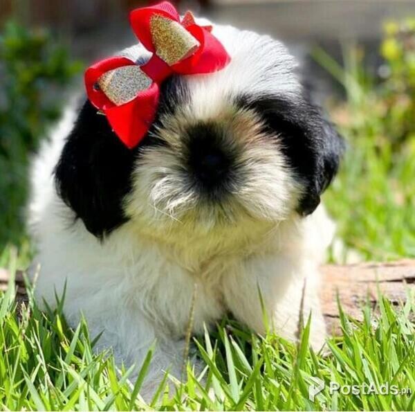 Awesome Shih Tzu Puppies Available for sale