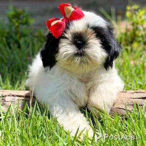 Lovely Shih Tzu Puppies for sale | PostAds PH