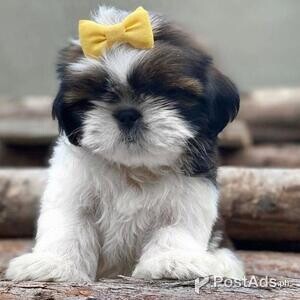 Beautiful Shih Tzu Puppies for sale | PostAds PH