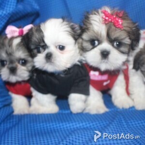 Gorgeous male and female Shih Tzu Puppies For sale | PostAds PH
